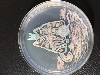 Студенти от МУ-Пловдив създадоха рисунки от бактерии и гъбички