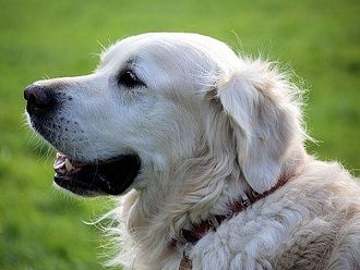 Потвърдено: Обучени кучета могат да идентифицират болни от COVID-19 по миризмата