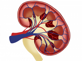 EMA одобри ново лекарство за хронично бъбречно заболяване, свързано с диабет