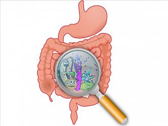 Здравият и балансиран чревен микробиом предпазва от