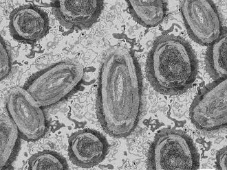 CDC: Само за два дни случаите на маймунска шарка в света са скочили с 24%