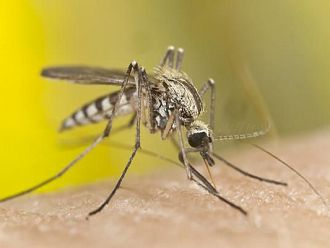 РЗИ-Варна предупреди за риск от малария