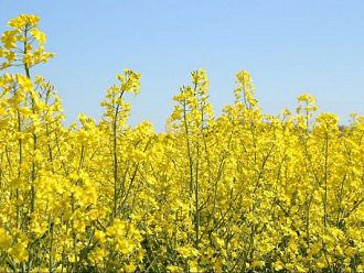 Слънчоглед – да! Рапица – не!