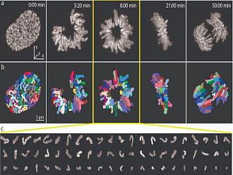 Иновативен метод разкрива движението на хромозомите с невиждана точност