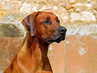 Кучета надушват Паркинсон в кожни проби