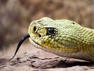 иРНК технологията може да помогне и при ухапвания от змии