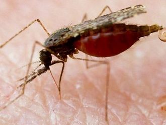 Италиански лекари обявиха смъртта на момиченце от малария за мистерия