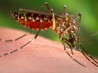 Нямаме увеличение на случаите на западнонилска треска, въпреки обстановката в ЕС и съседни страни