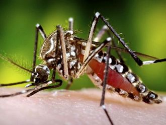 Девет случая на малария са регистрирани в Северна Гърция